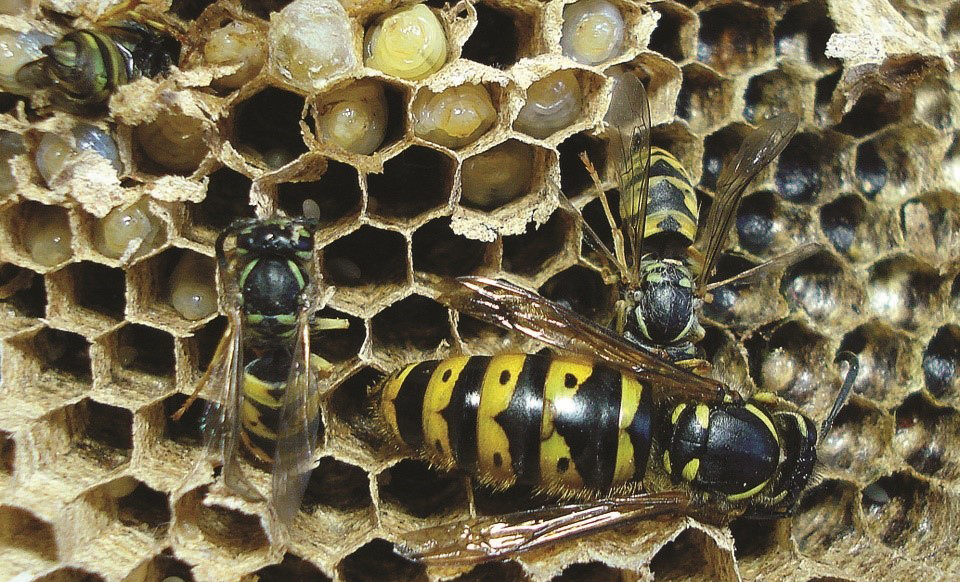 Wesp koningin nest