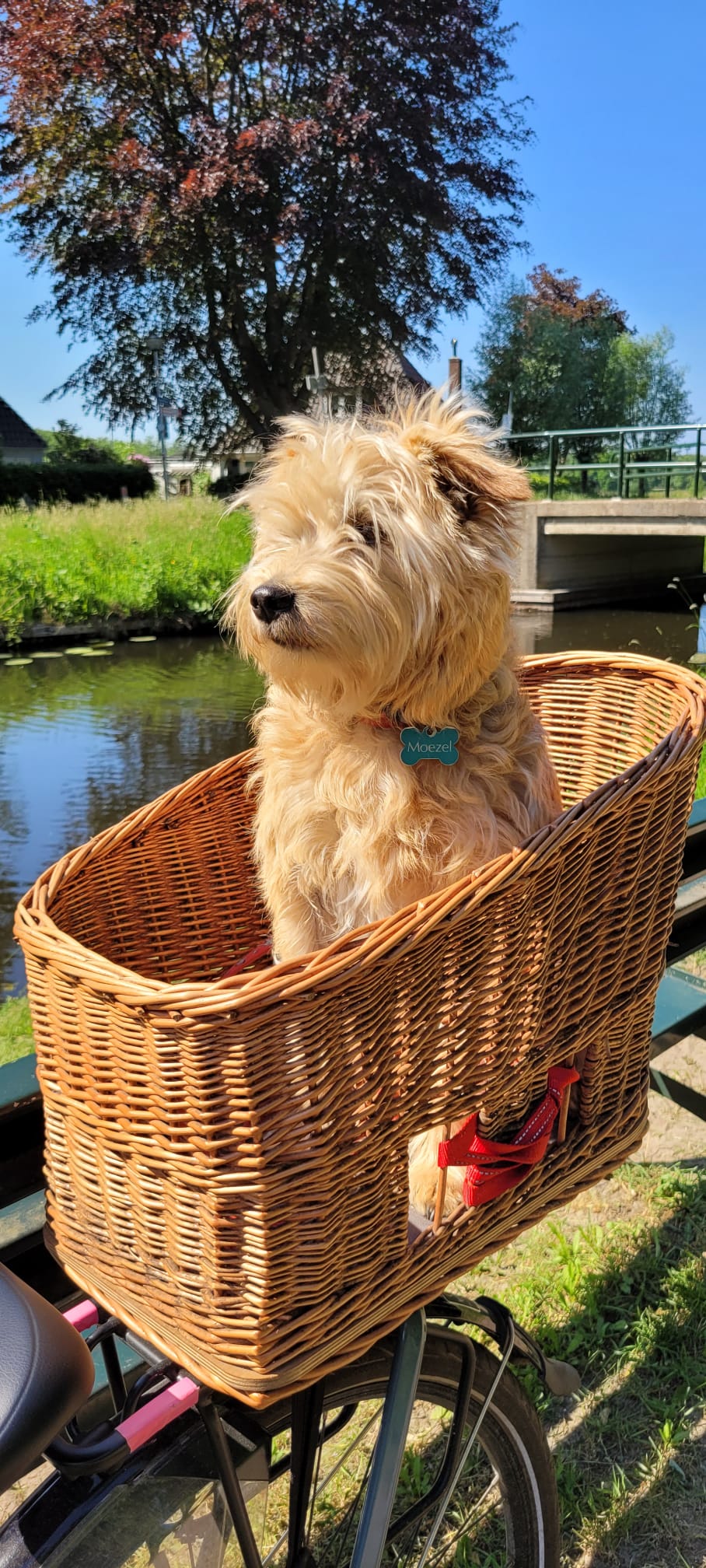 Frits redt de dieren