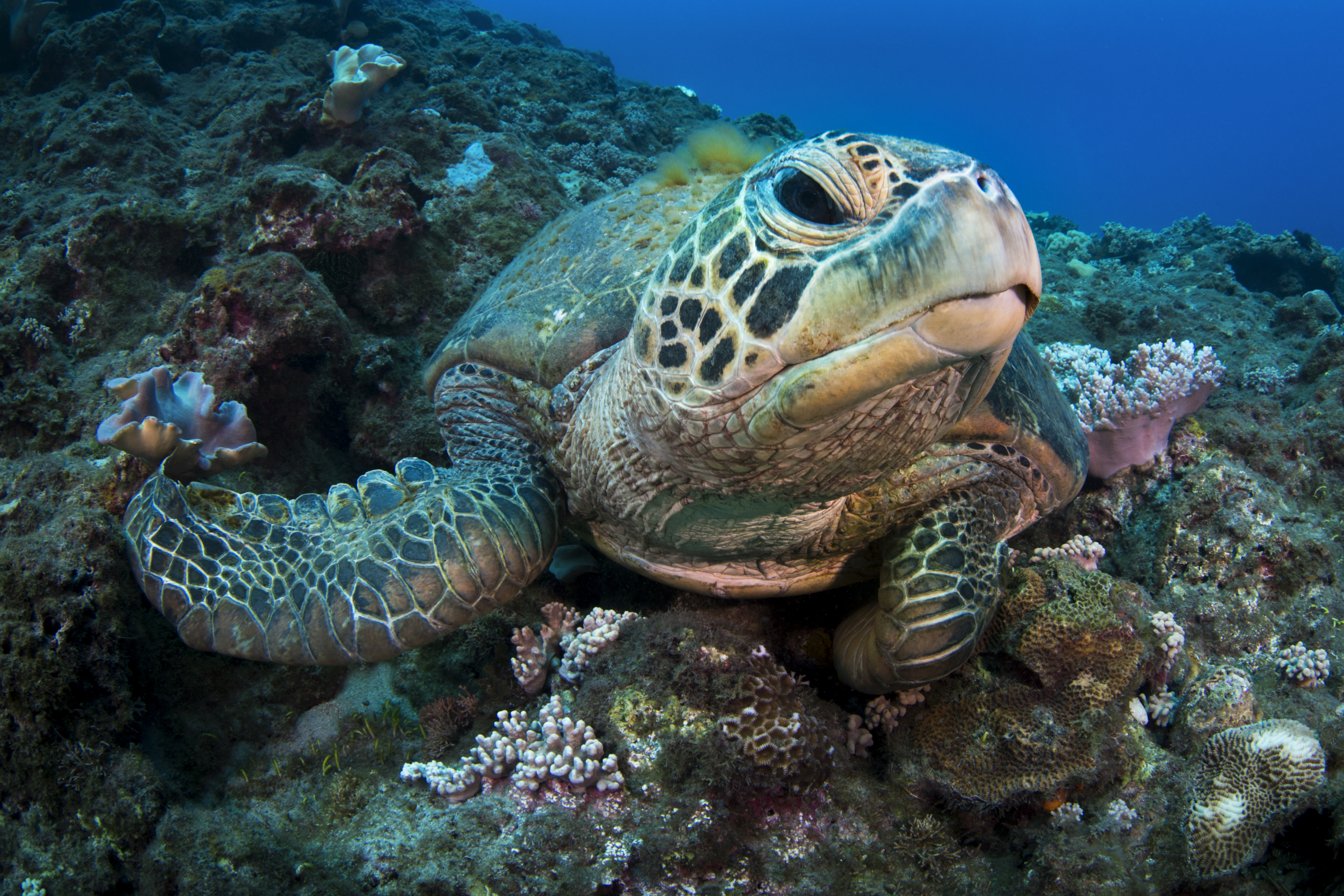 closeup groene schildpad 
