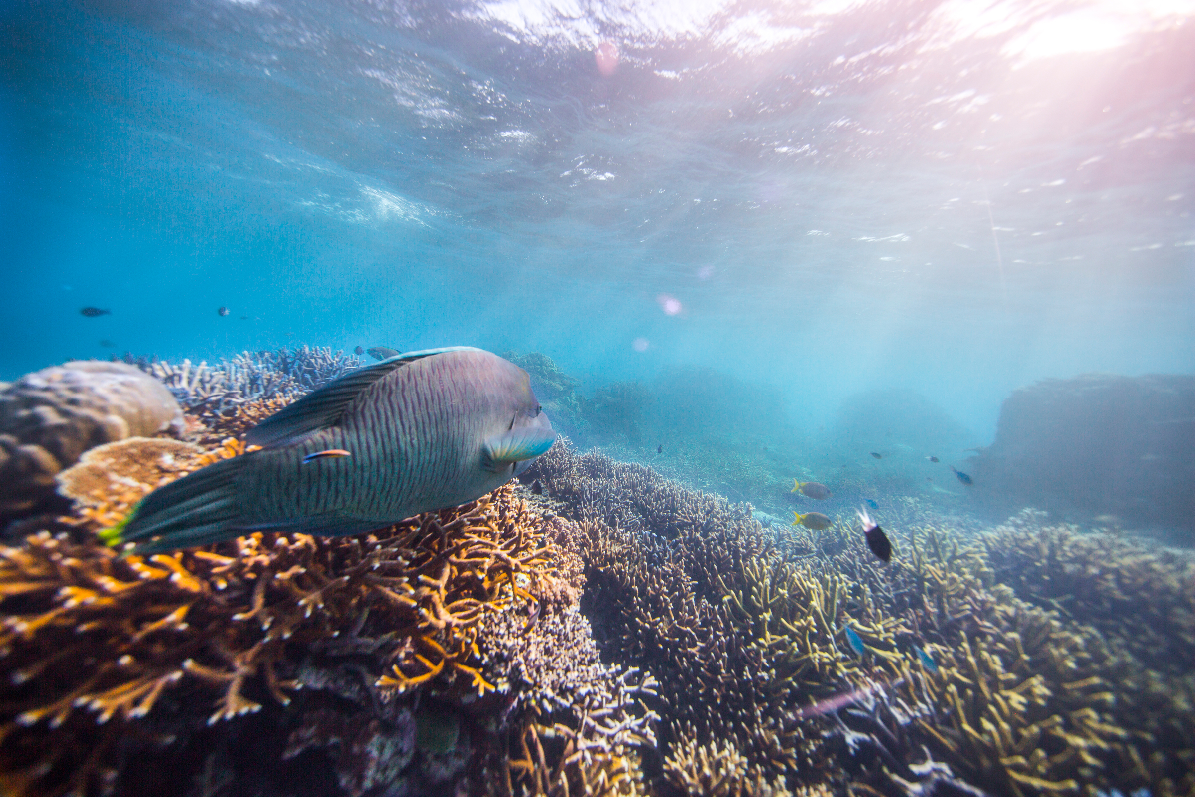 Koraal met een napoleonvis