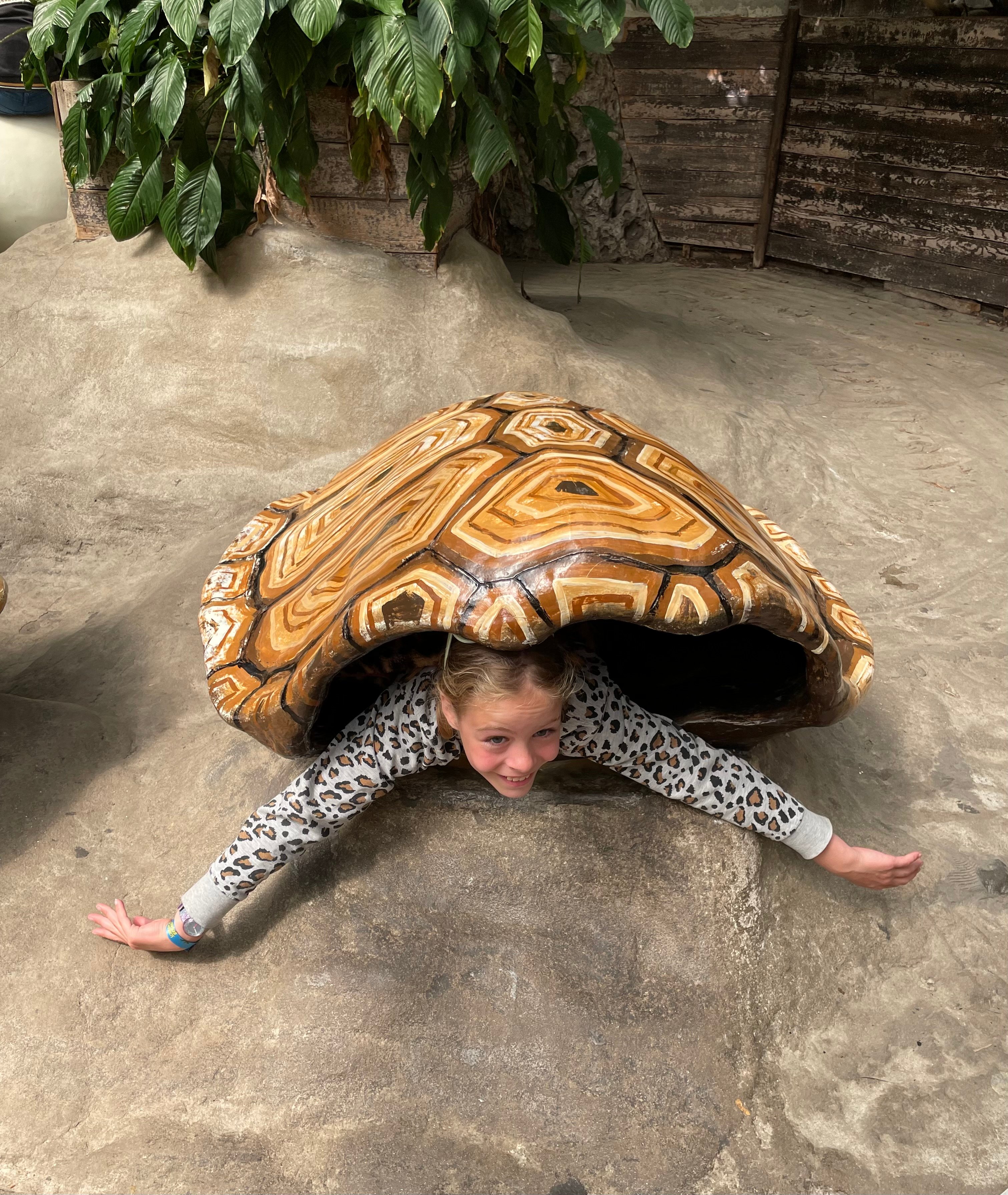 Loena for baby turtles
