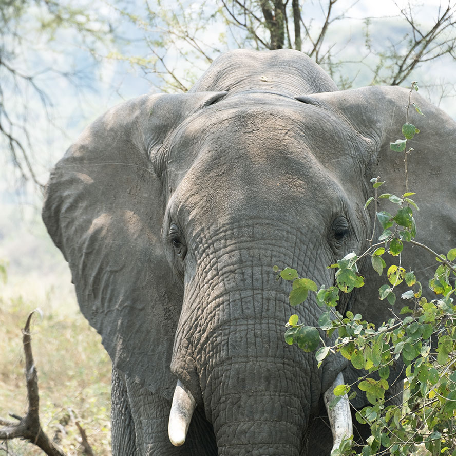Action elephant