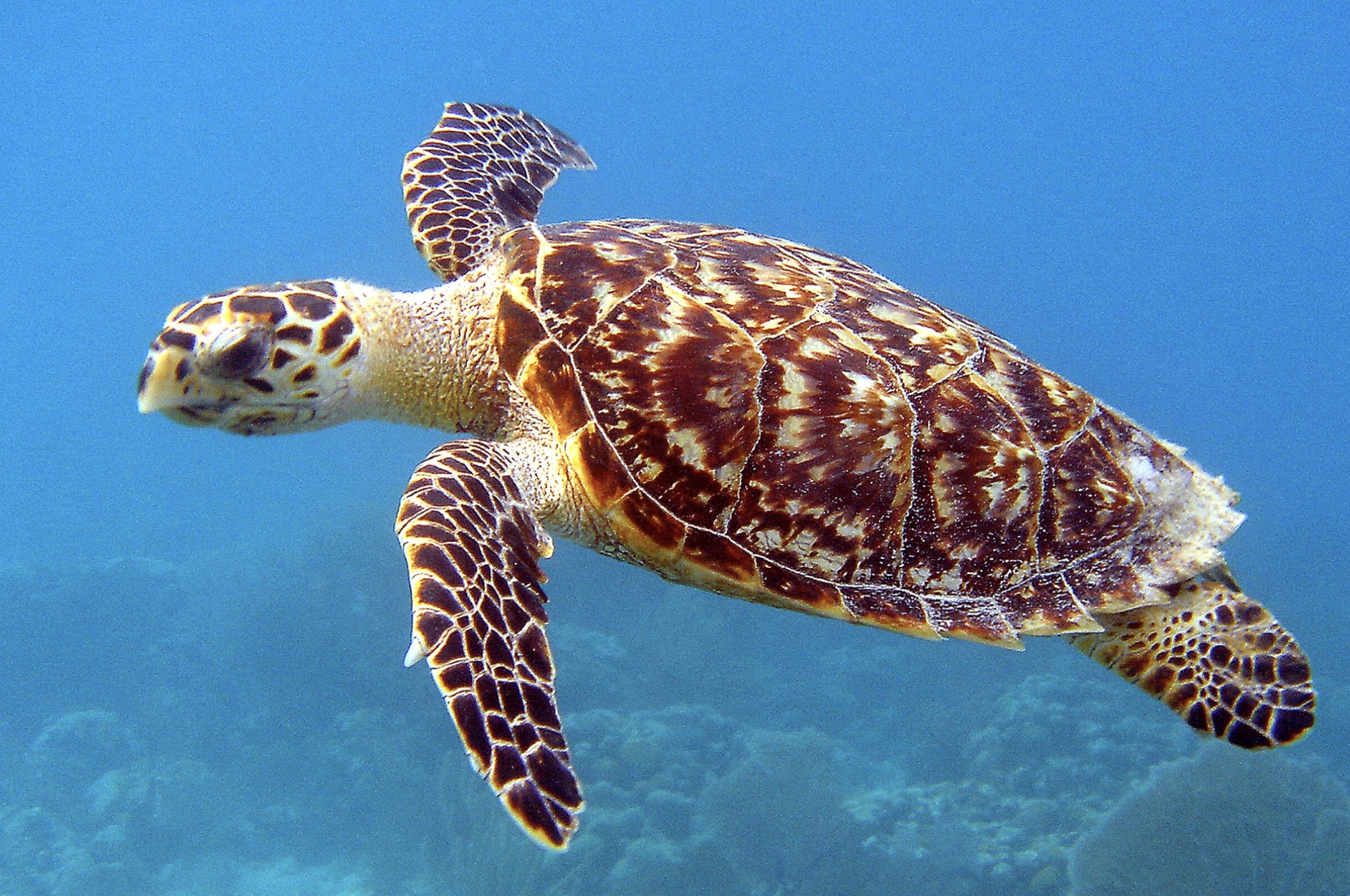 Red de zeeschildpadden