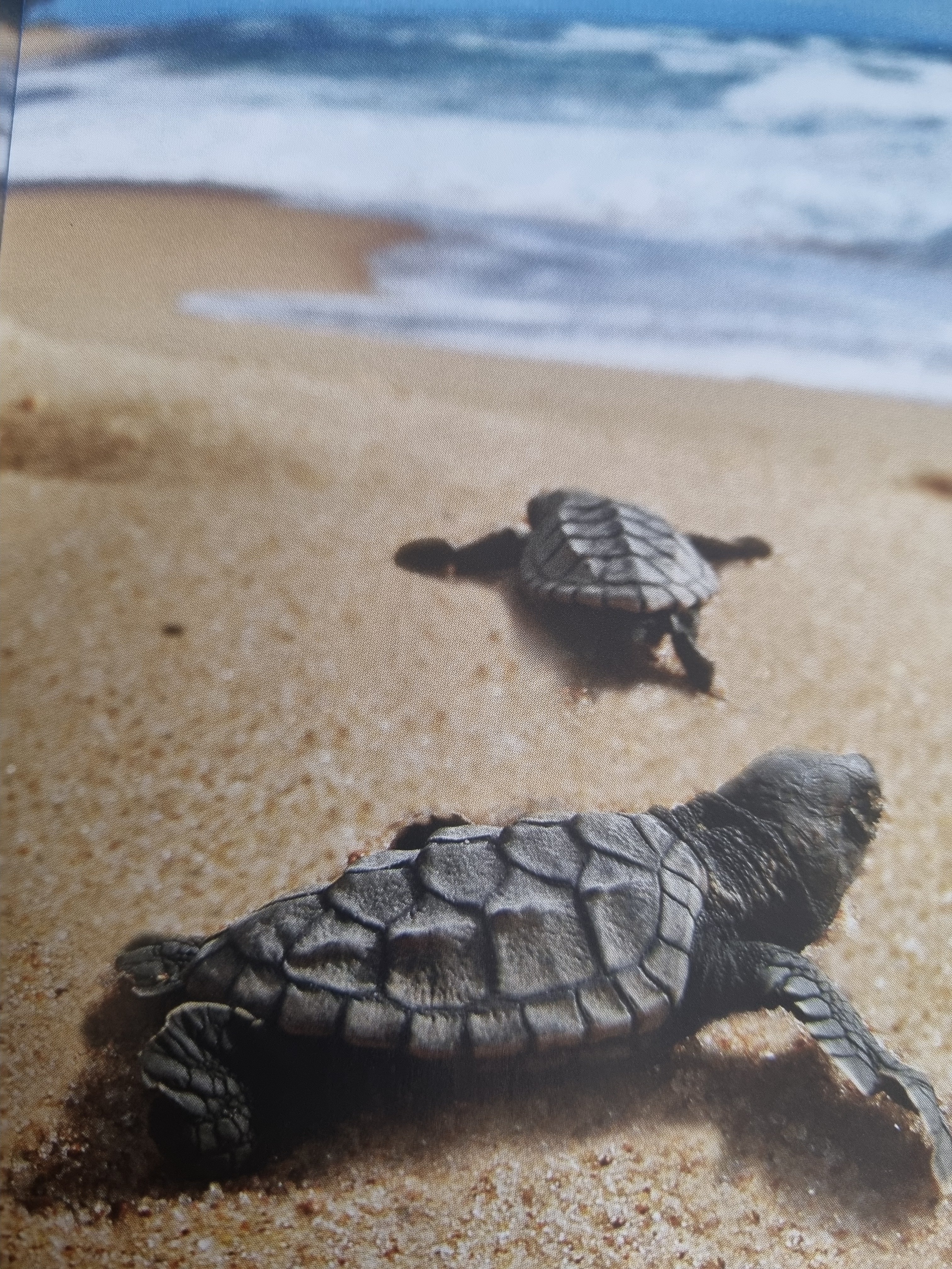 Noa helpt schildpadjes