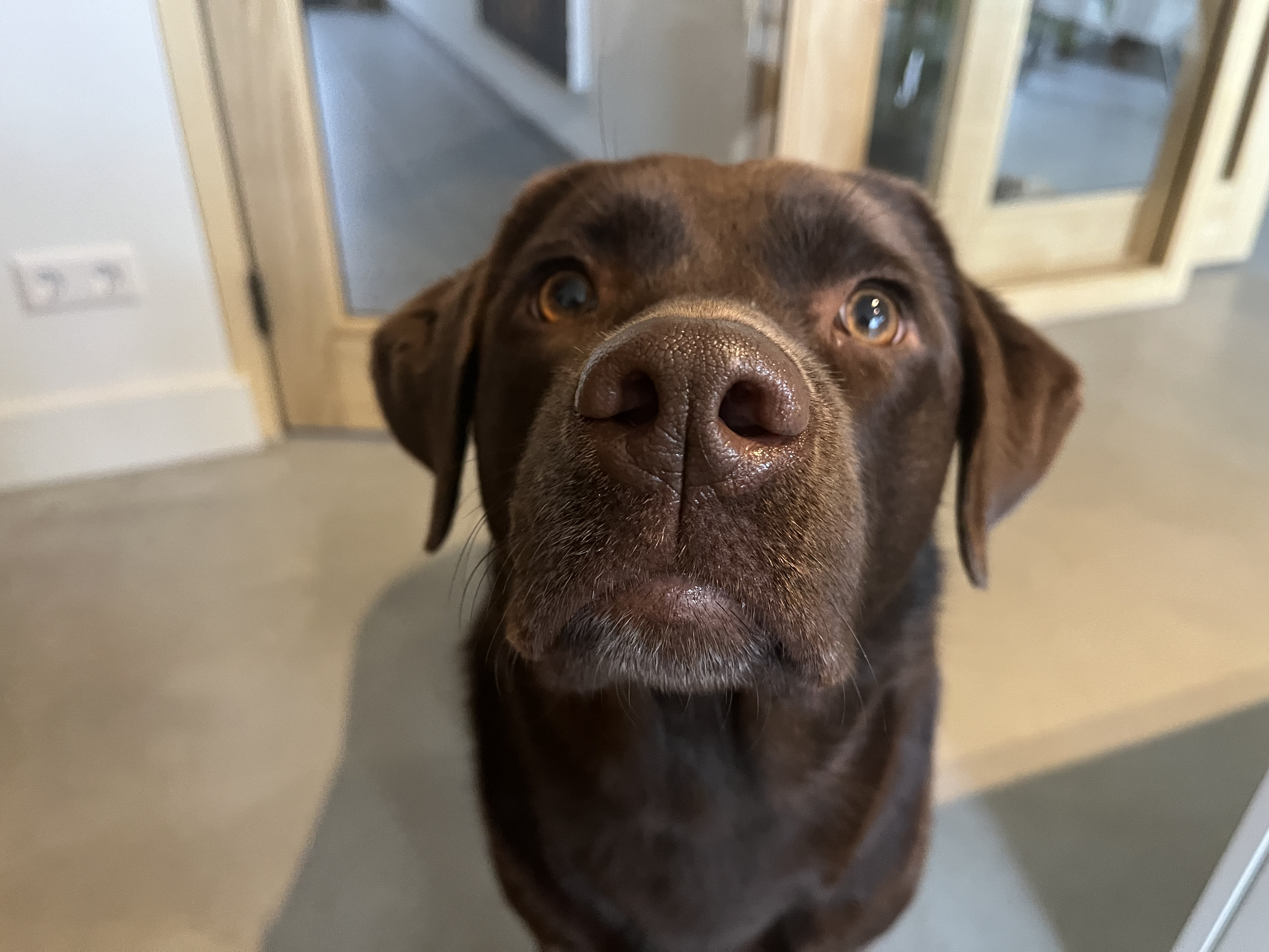 Lang leven de olifanten 