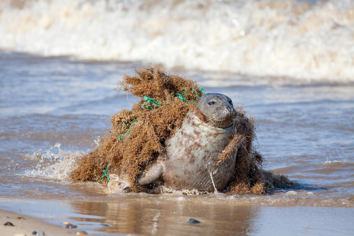 zeehond met netten om zijn nek