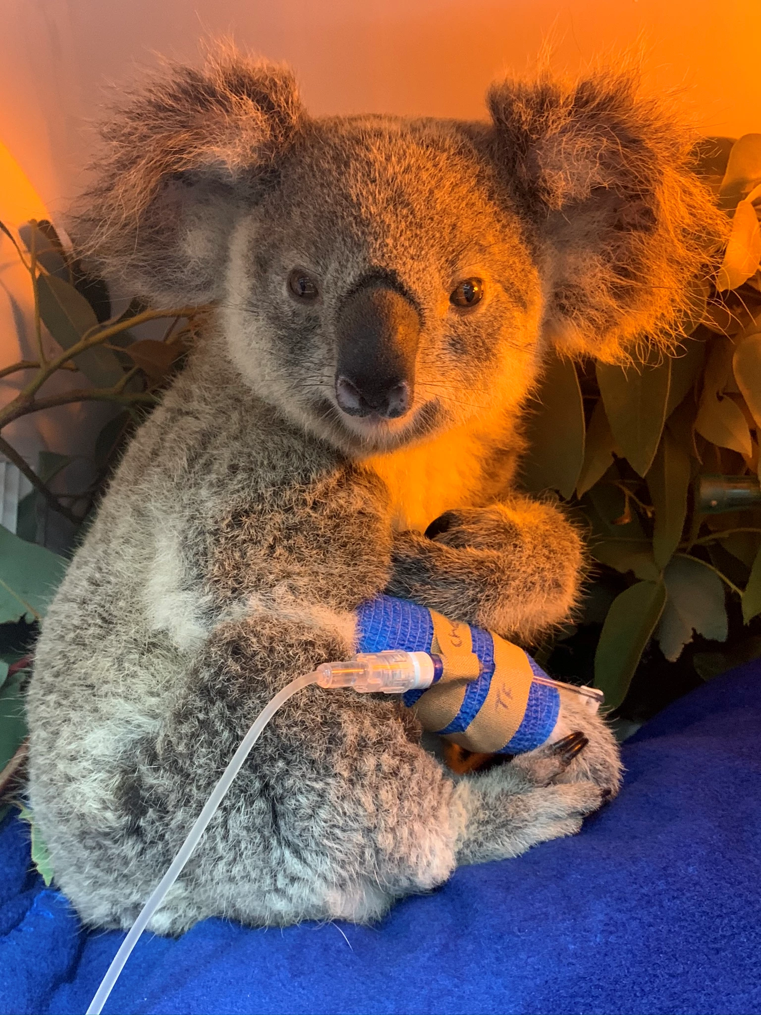 Koala Maryanne