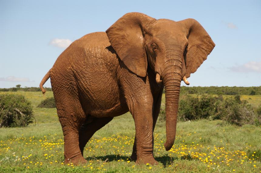 Samen voor de olifant