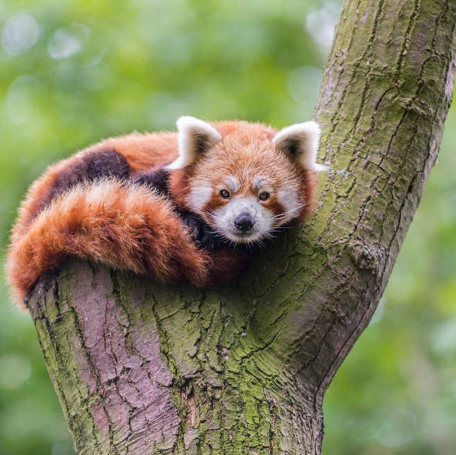 Ronde Rode Panda