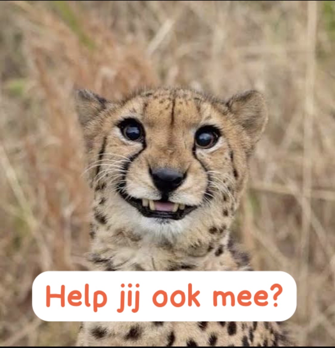 Skaten voor de cheetah