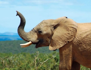Koningsdag Vrijmarkt