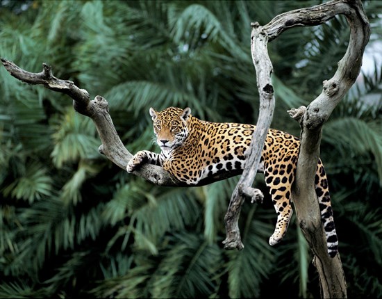 Jaguar in een boom