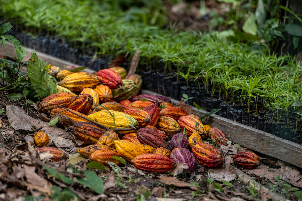 cacao vruchten WW1295126.jpg