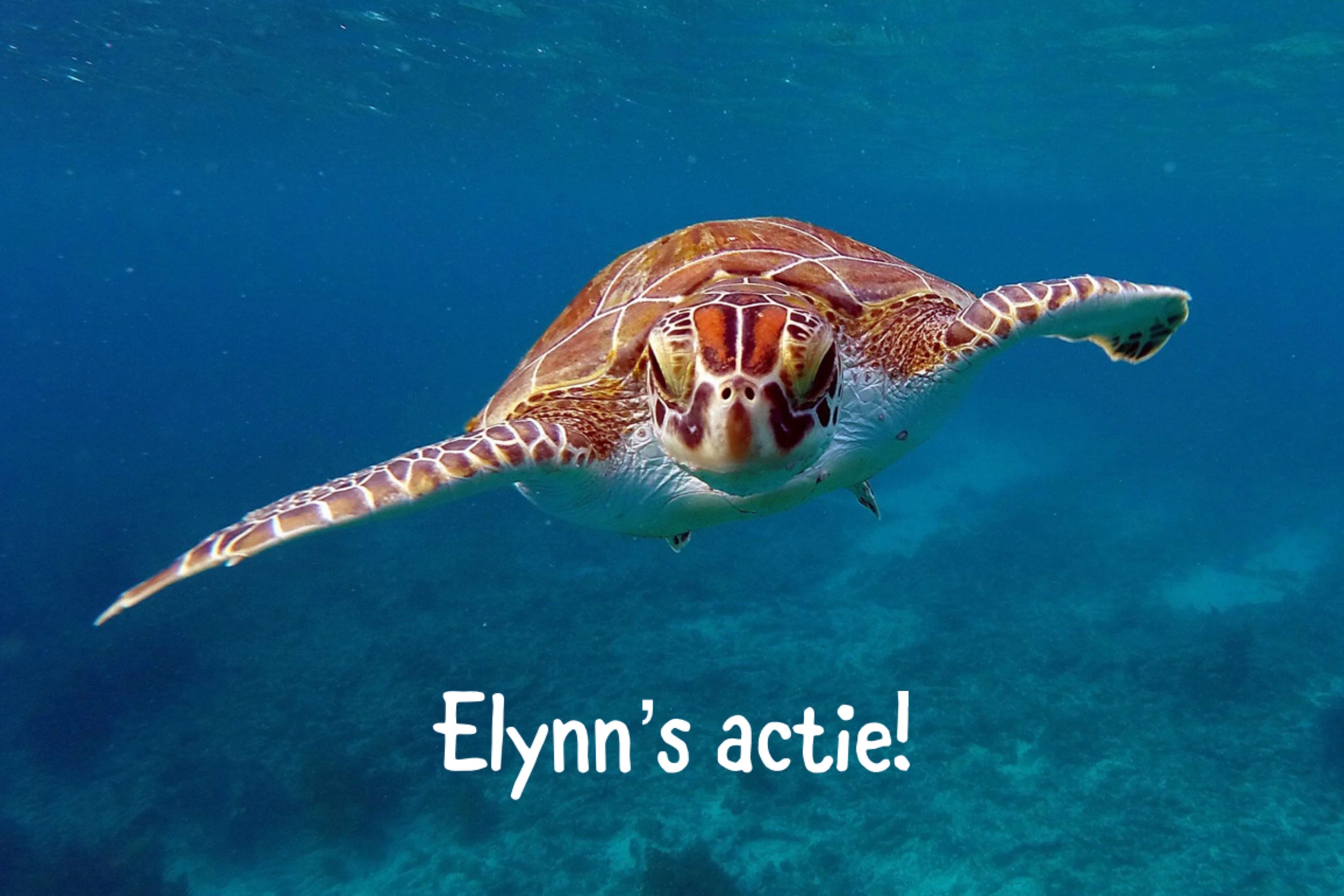 Zeeschildpadjes redding