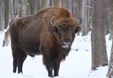 Help de Europese bizon