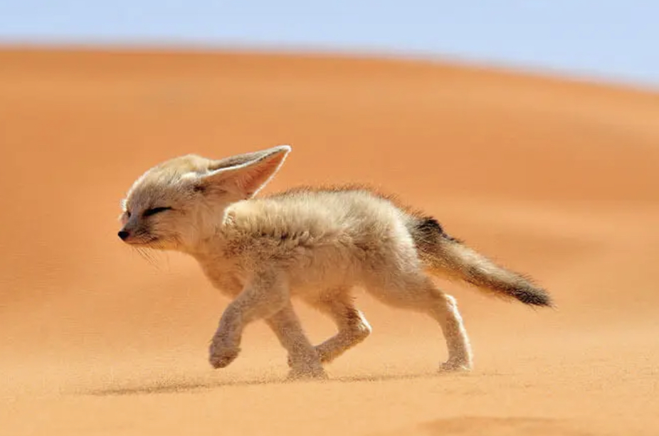 Help de schildpadden 