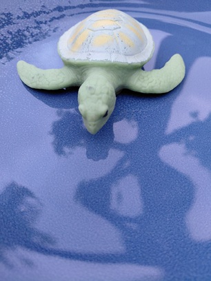 Zwem voor de schildpad