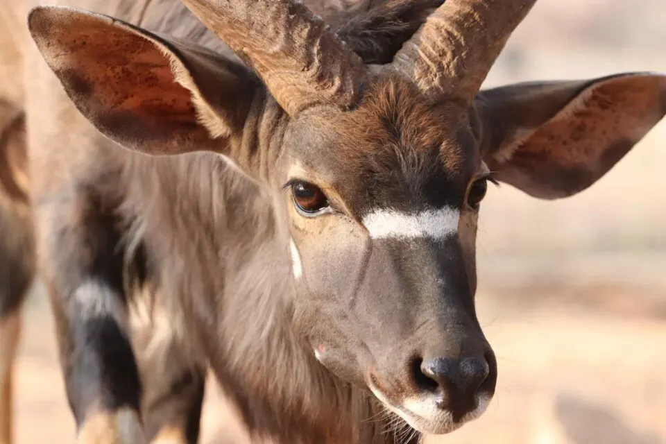 Rennen voor de Nyala