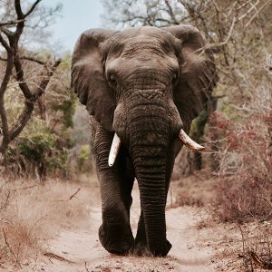 Nina voor de olifanten 