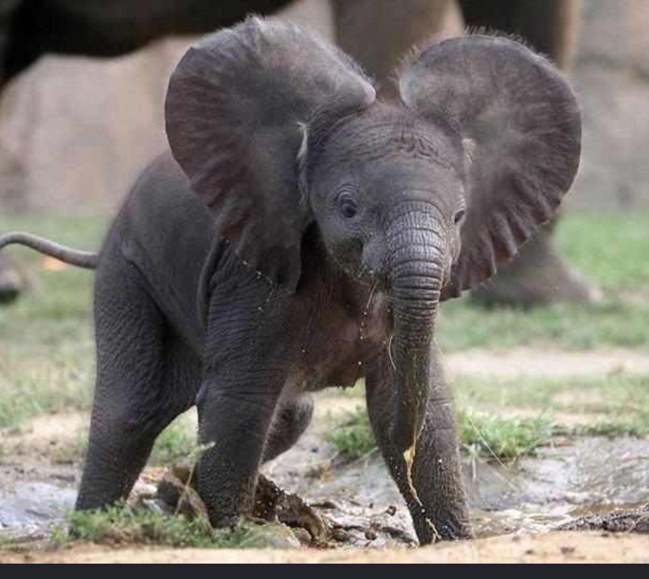 N en E save the elephants
