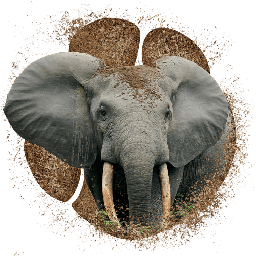 Jonas voor de olifant