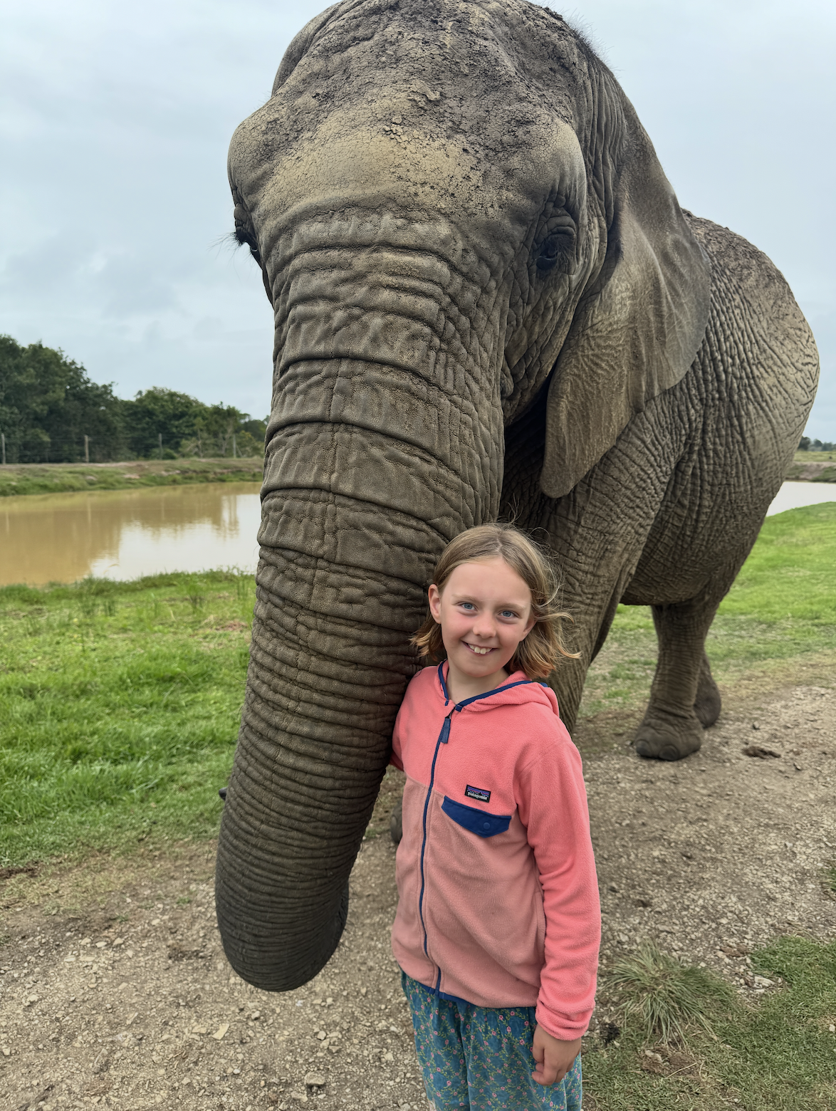Konings Olifant