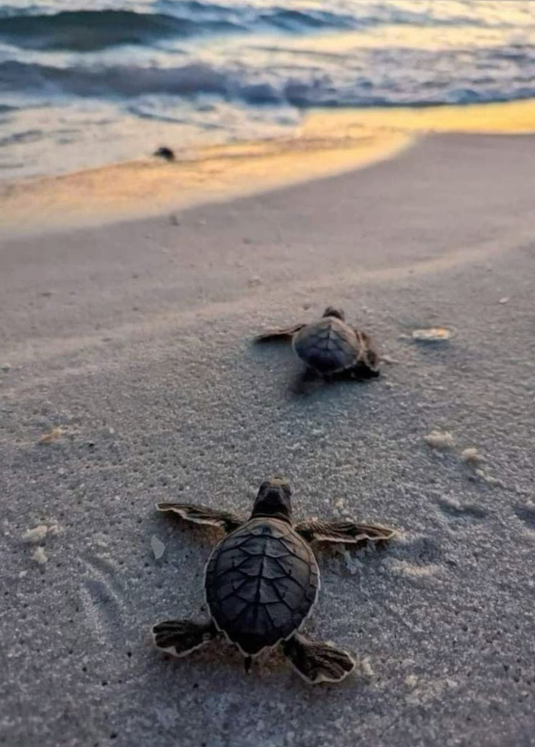 Help de zeeschildpad