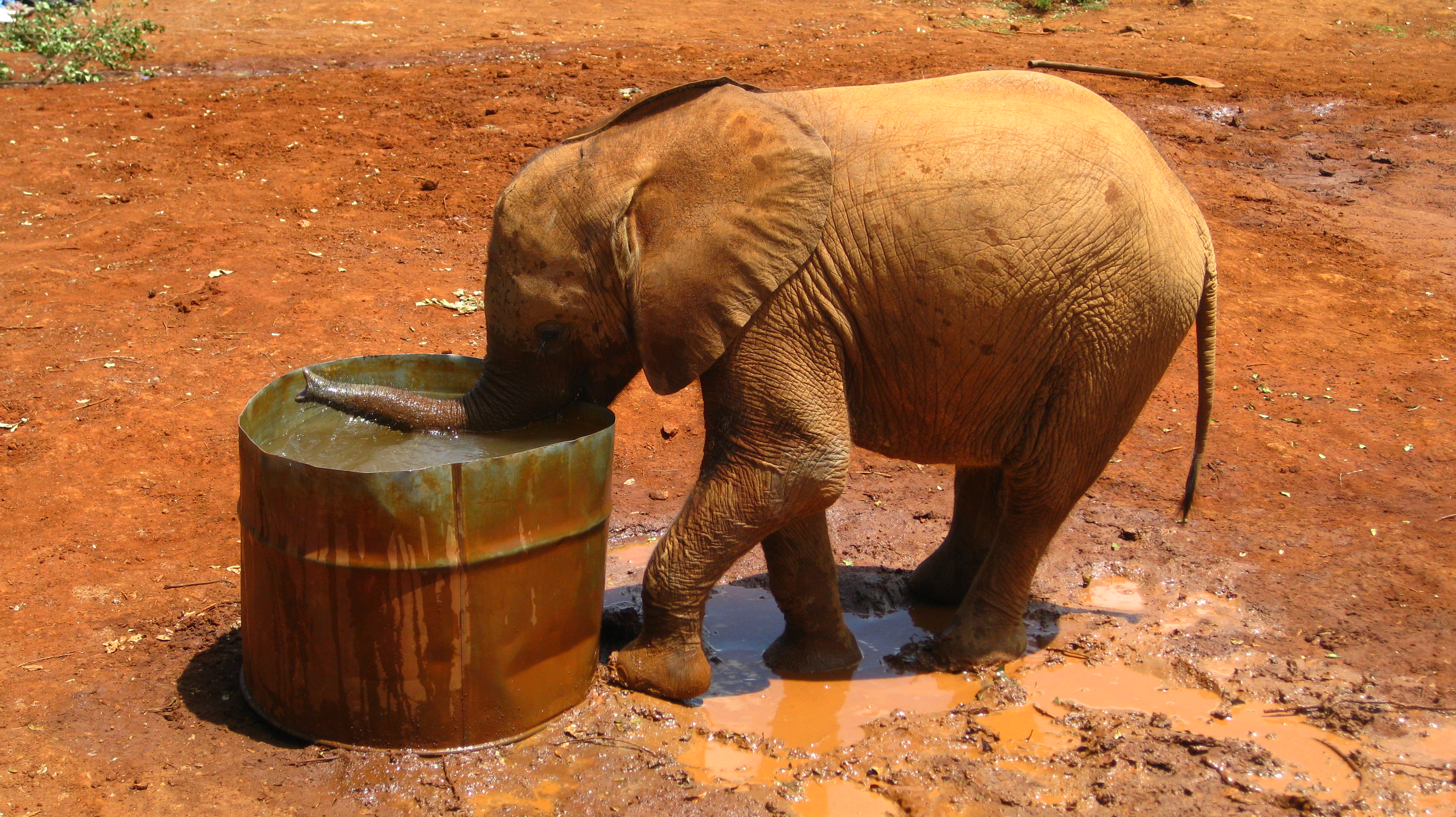 Koekjes voor de olifant