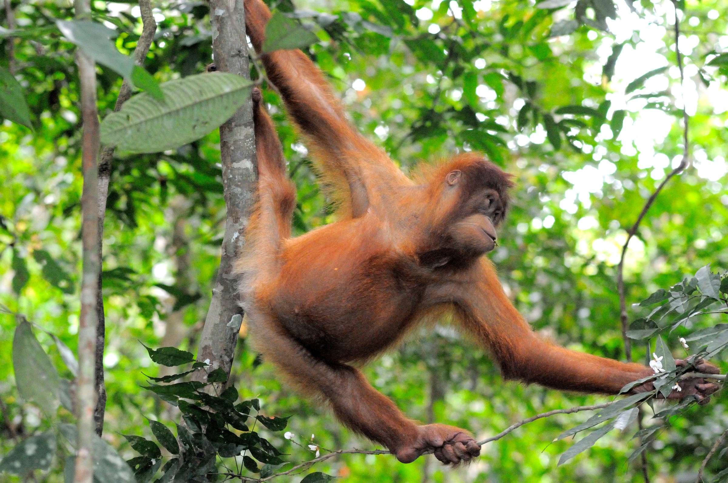 Orang oetan in een boom