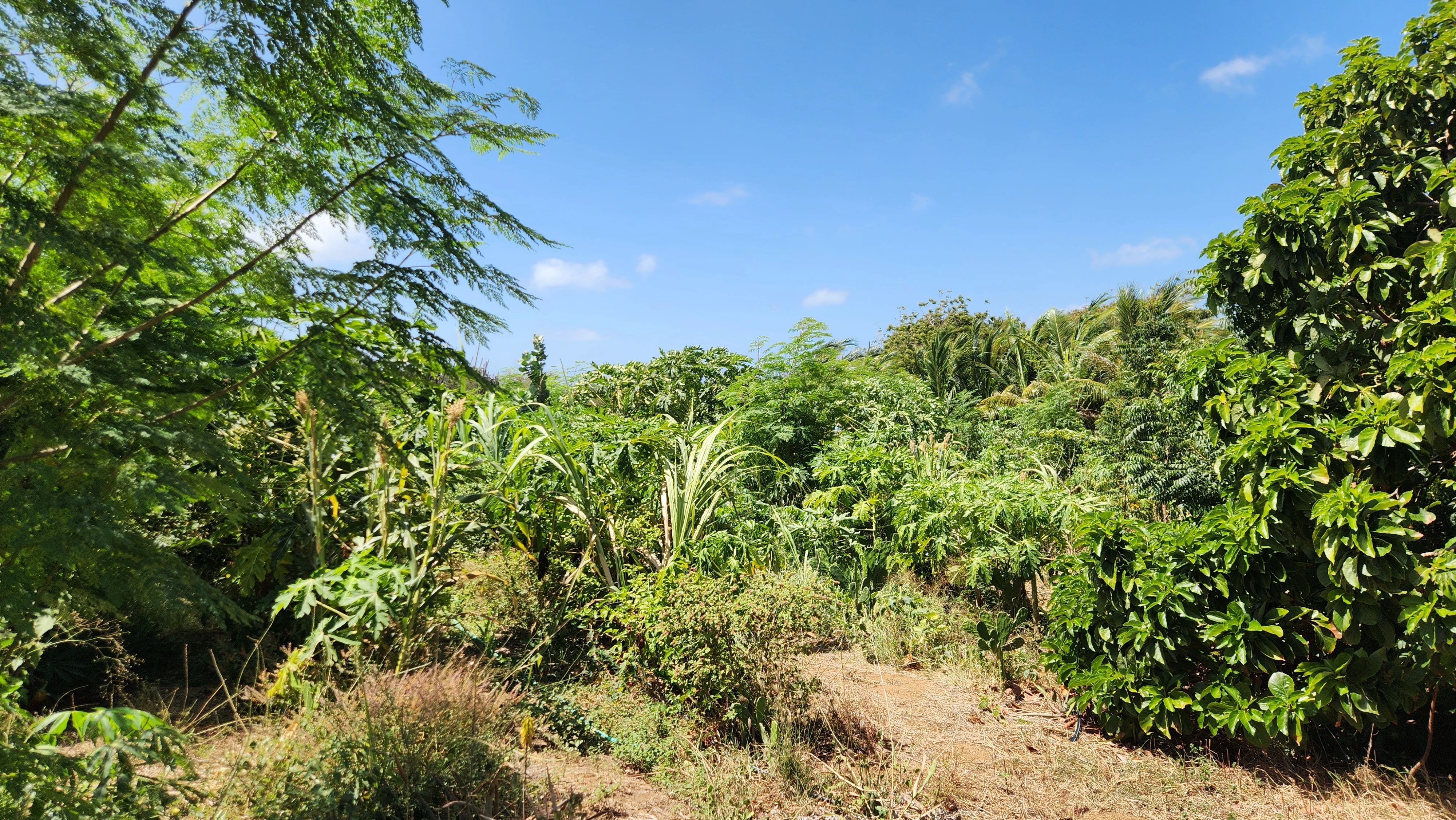 image7034m.png