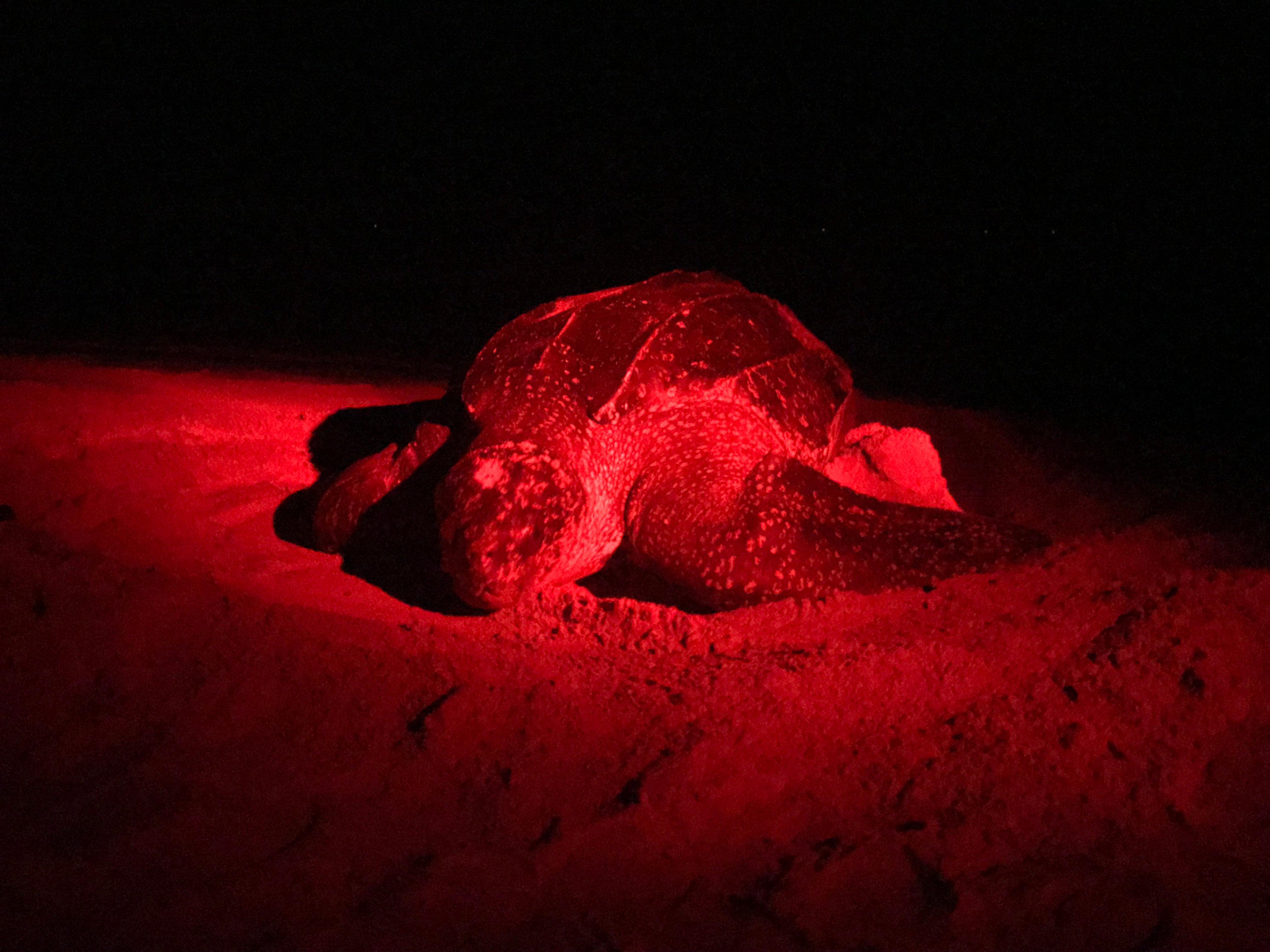 Ren naar zeeschilpadjes