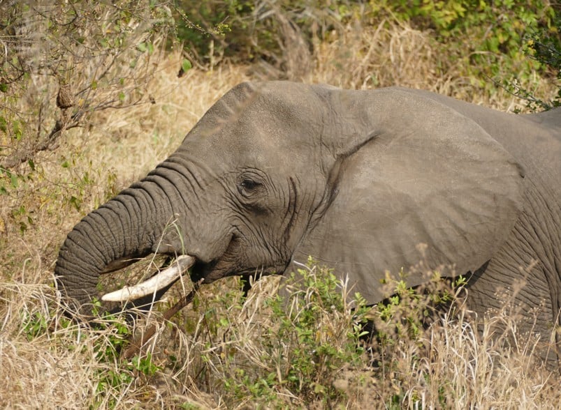 ReddeOlifant
