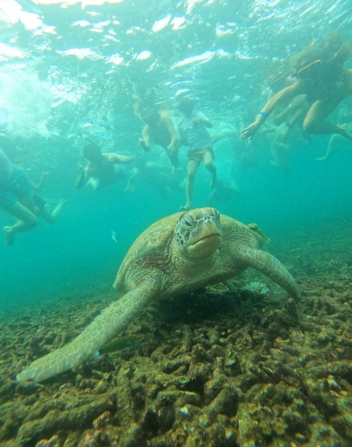 Fiets voor de schildpad