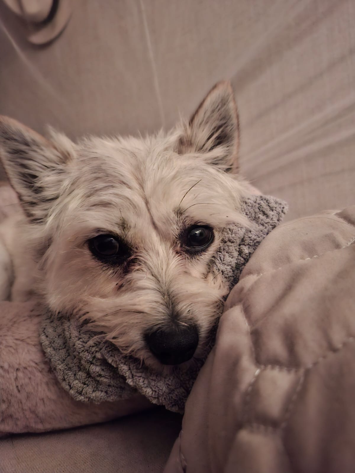 Zeeschildpadden actie