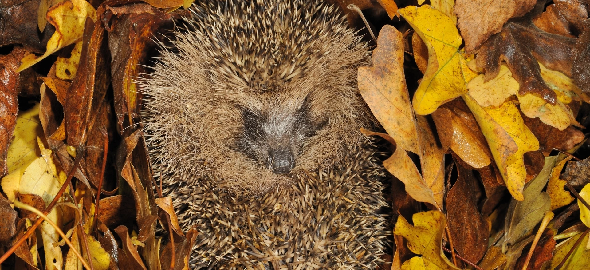 © Rollin Verlinde_Egel.jpg