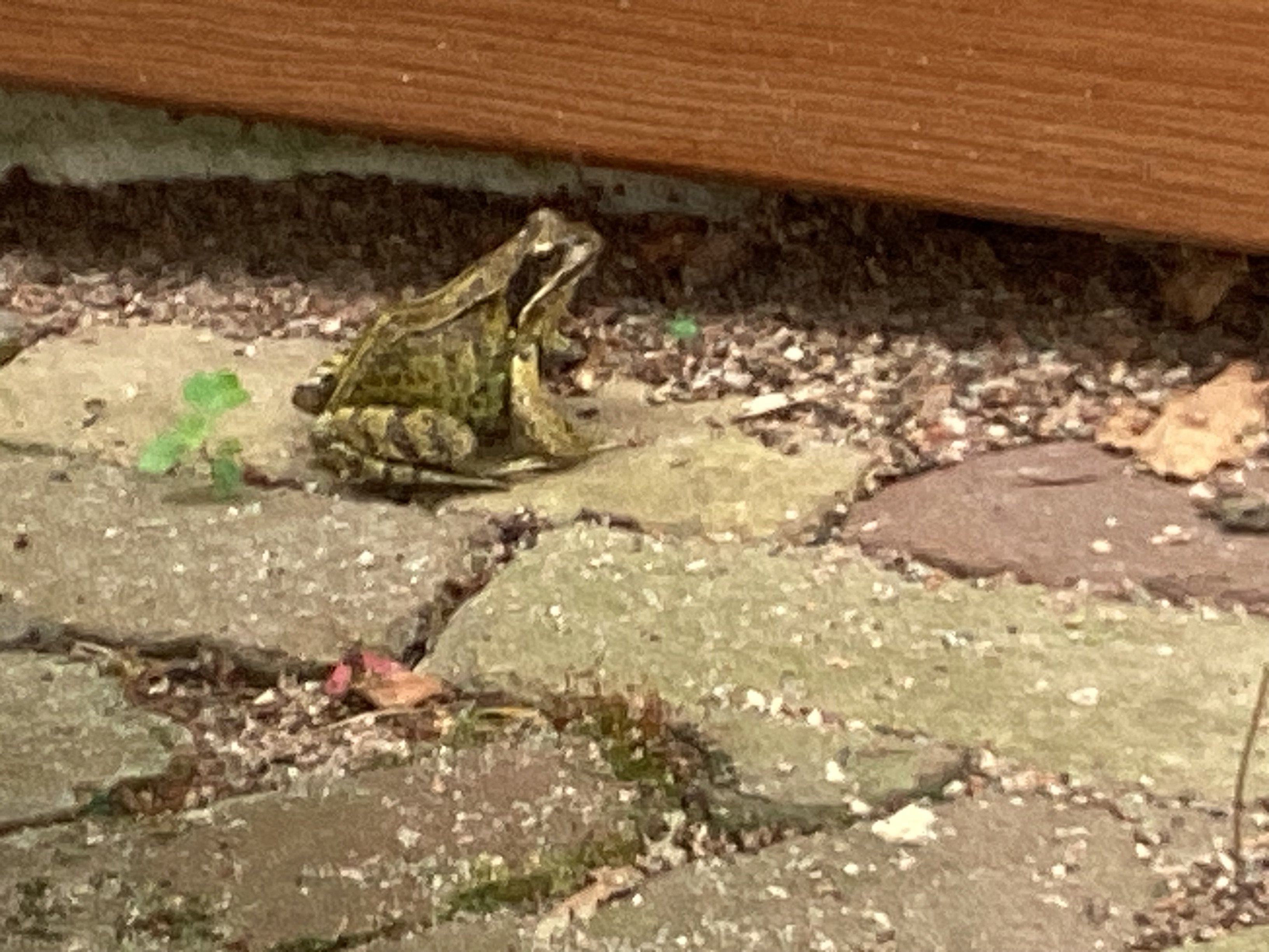 Koekjes voor de olifant 