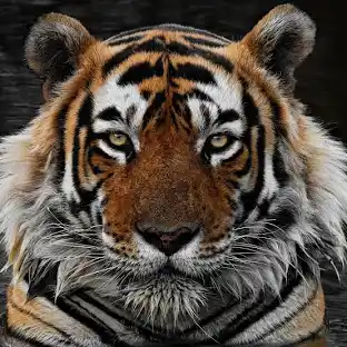 Afval uit de natuur halen