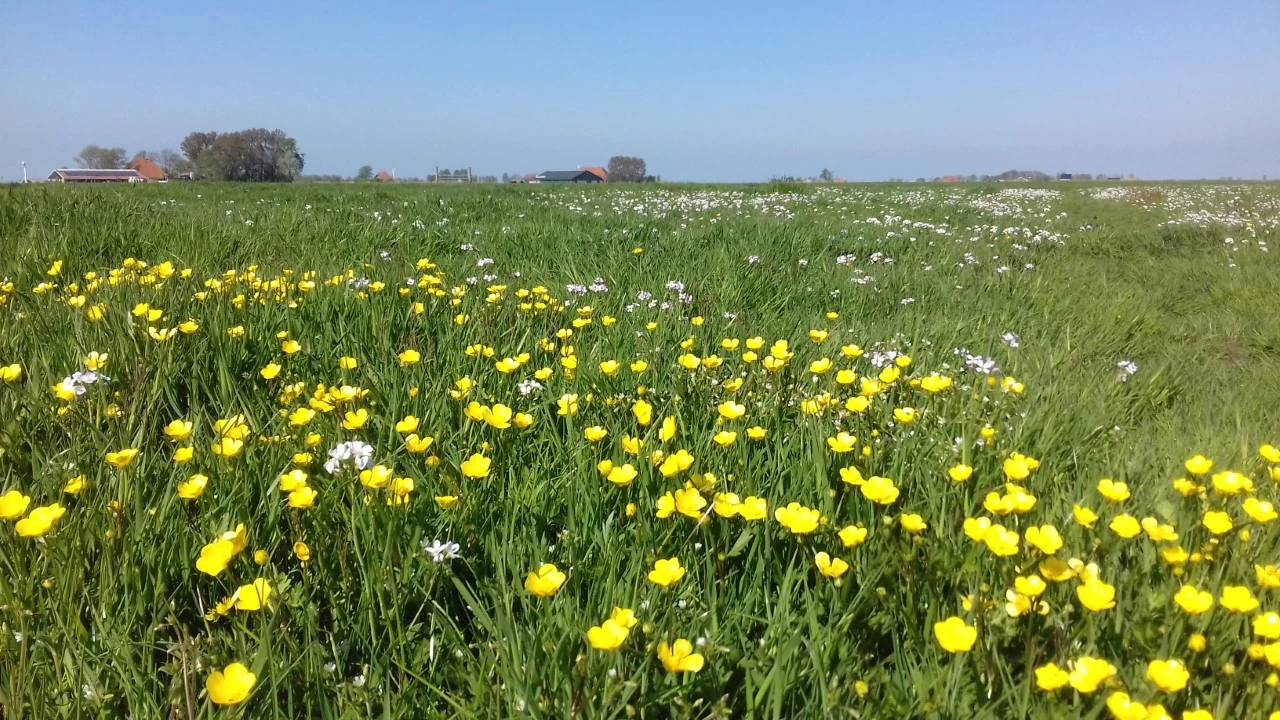 Landschap in It Heidenskip