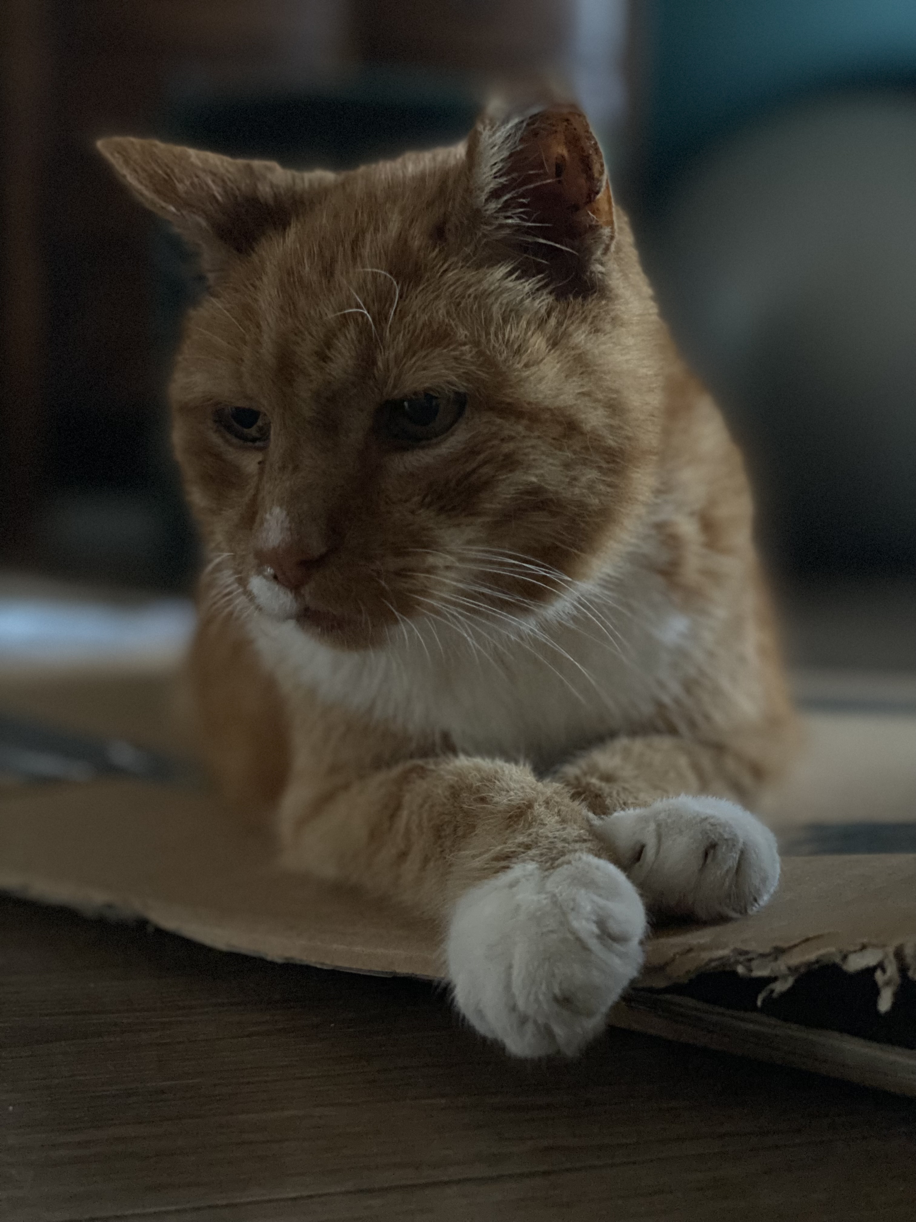 Een schildpad wilt wat 