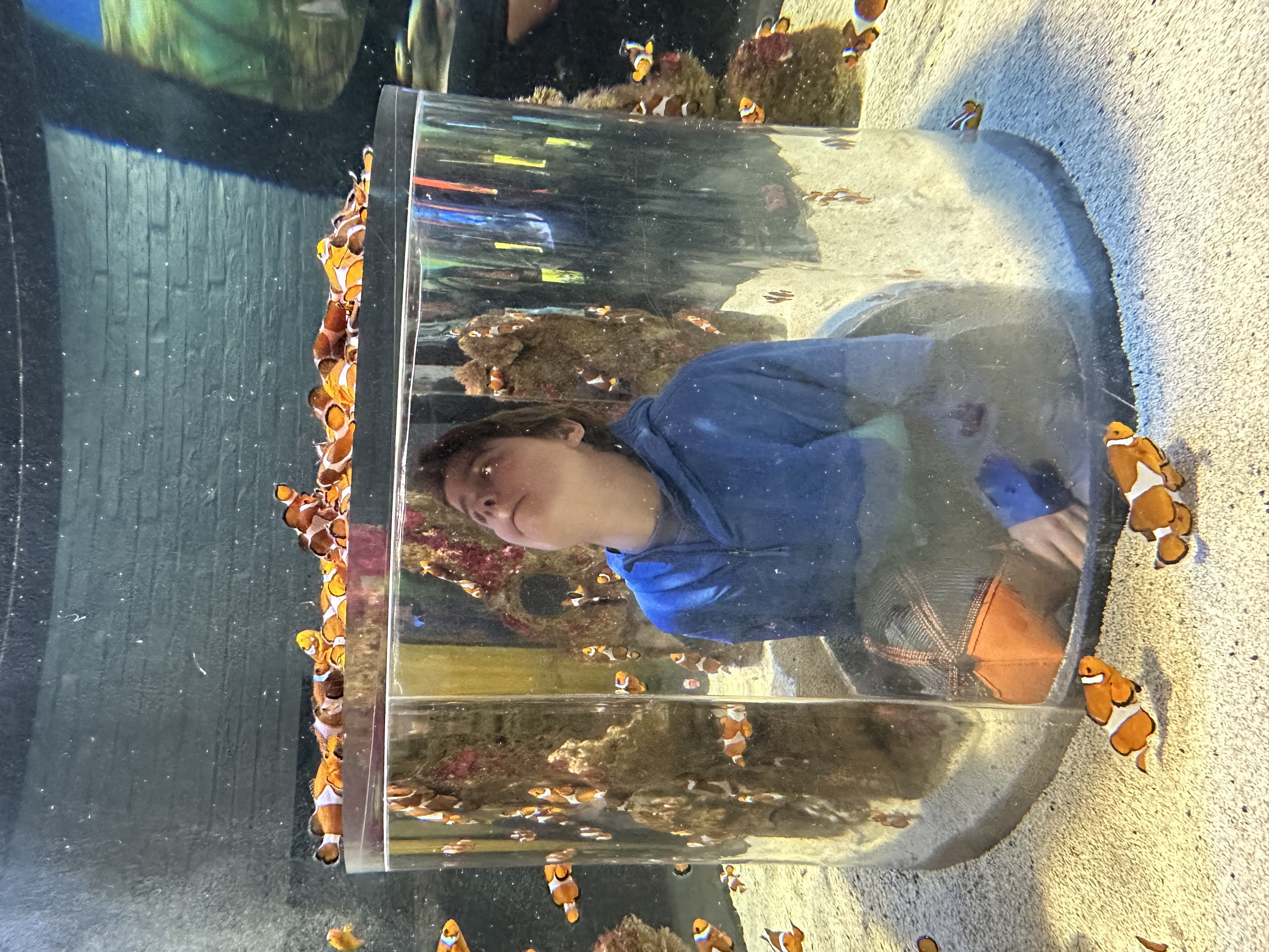 De snelle schildpadden 