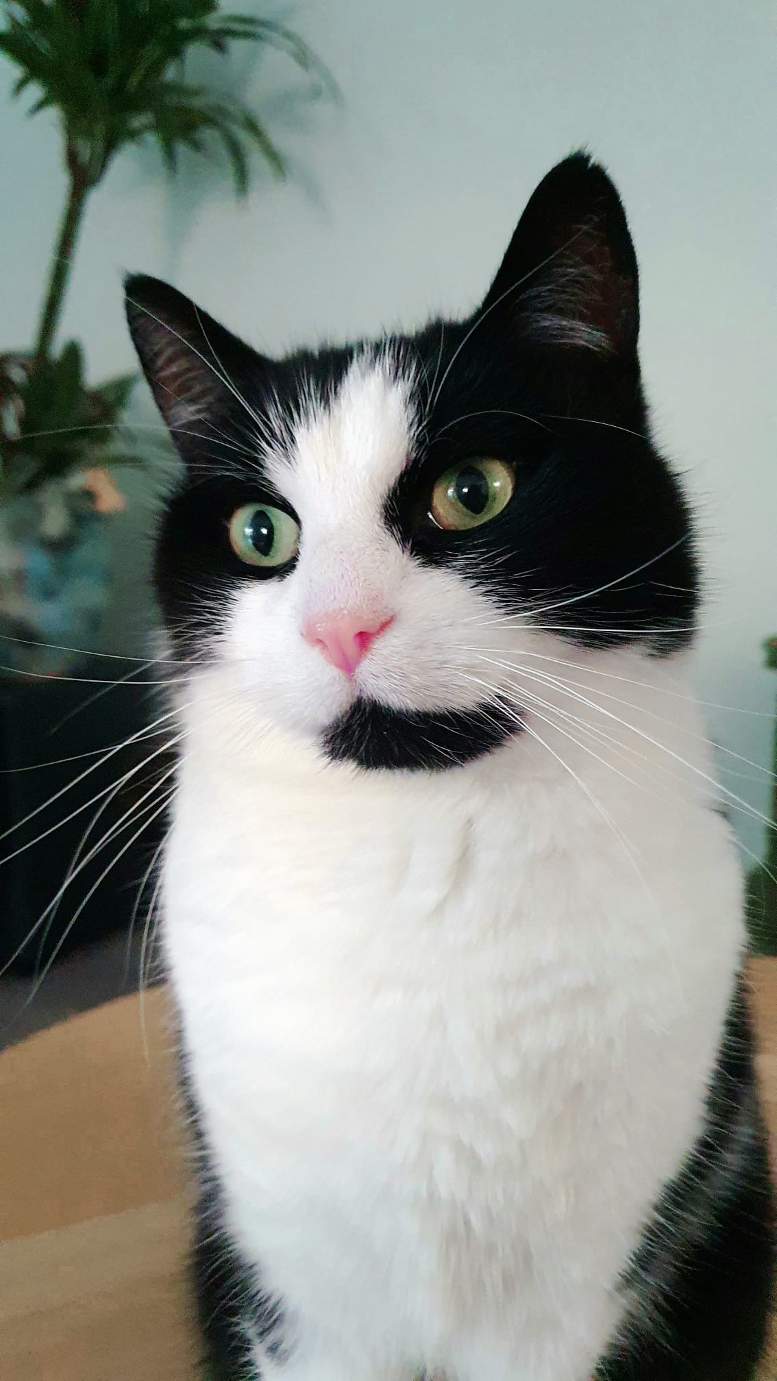 Schildpadjes naar de zee