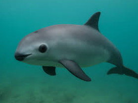 red de vaquita