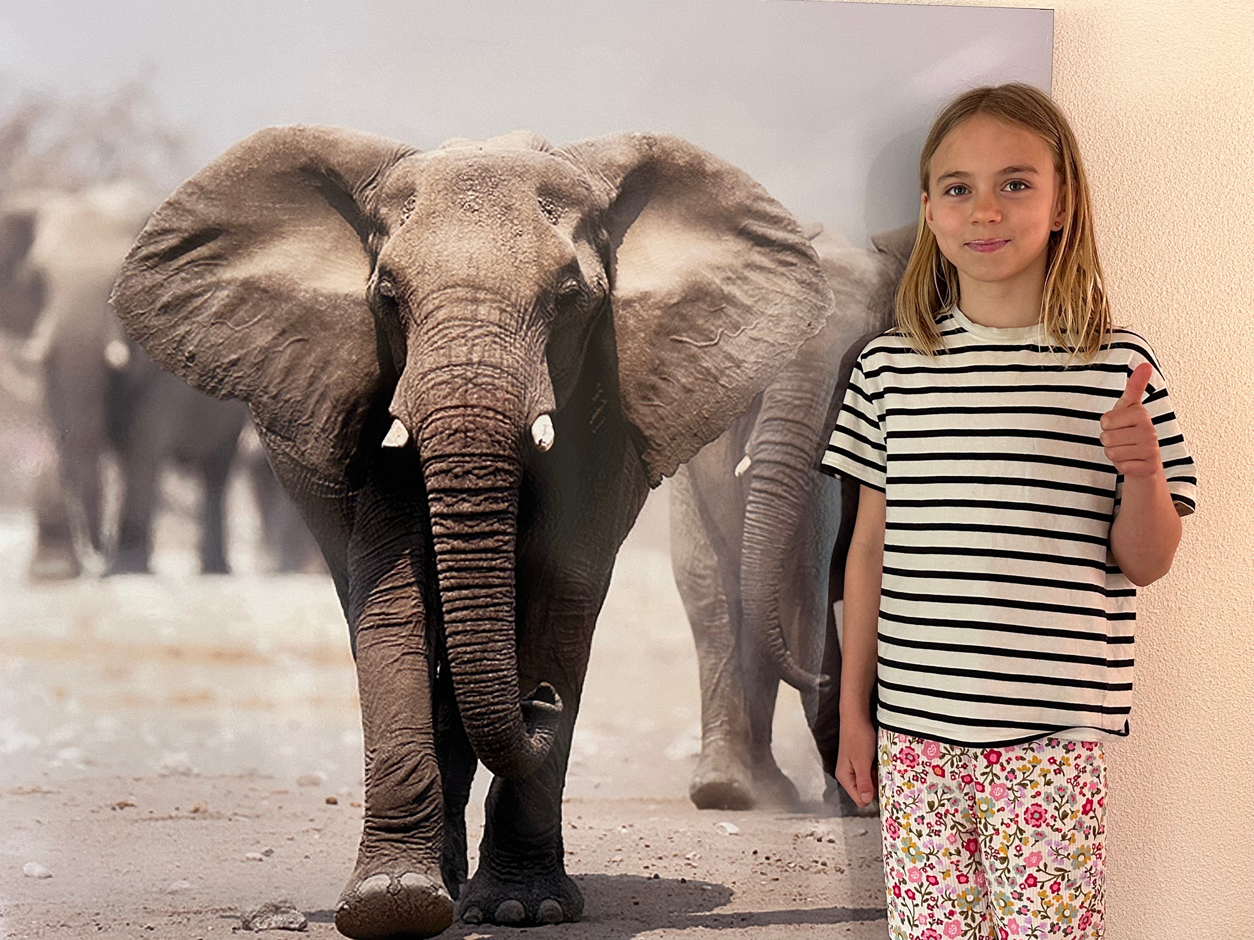 Helpdeolifantuitdebrand