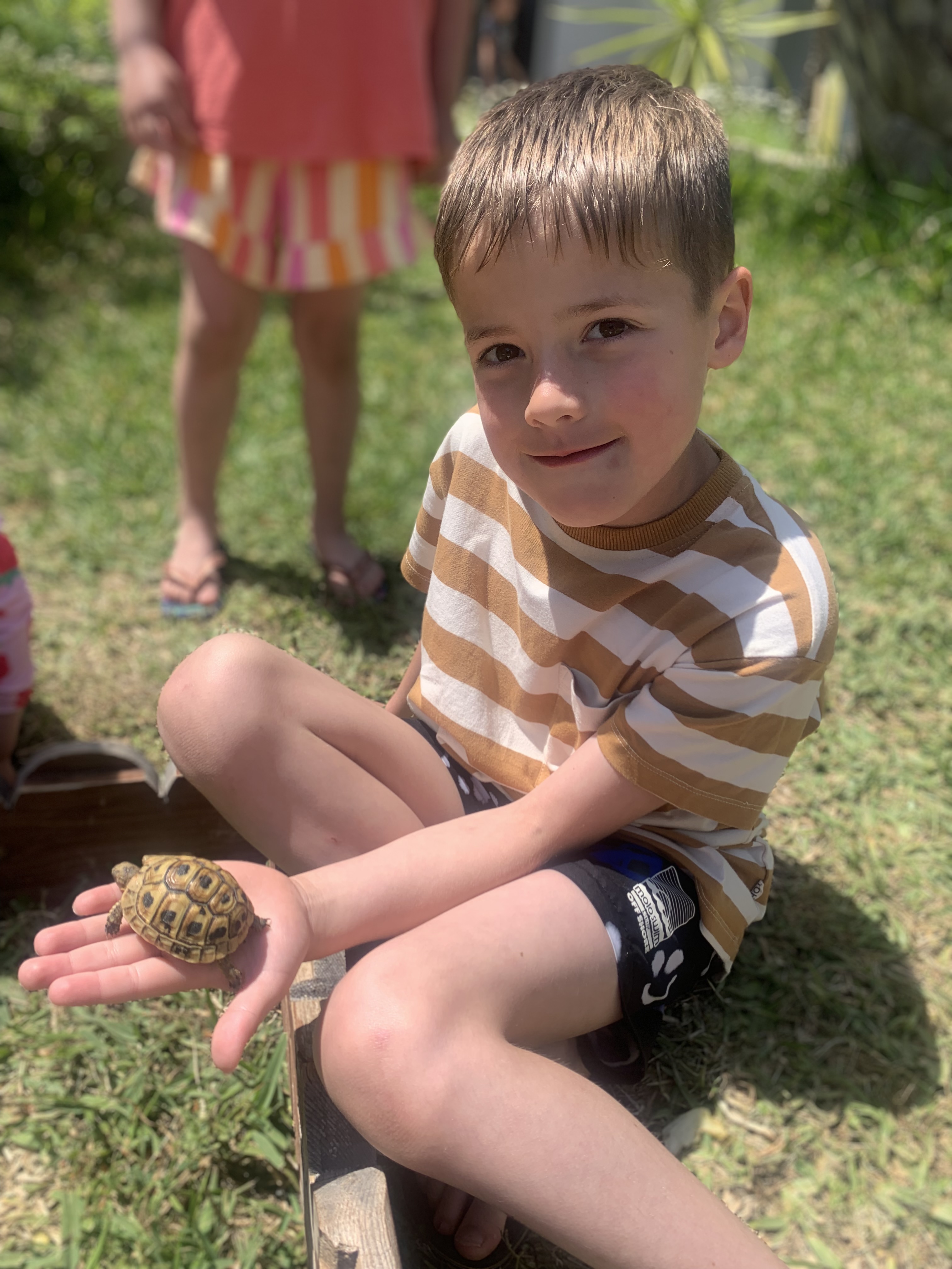 Red de schildpad koeken