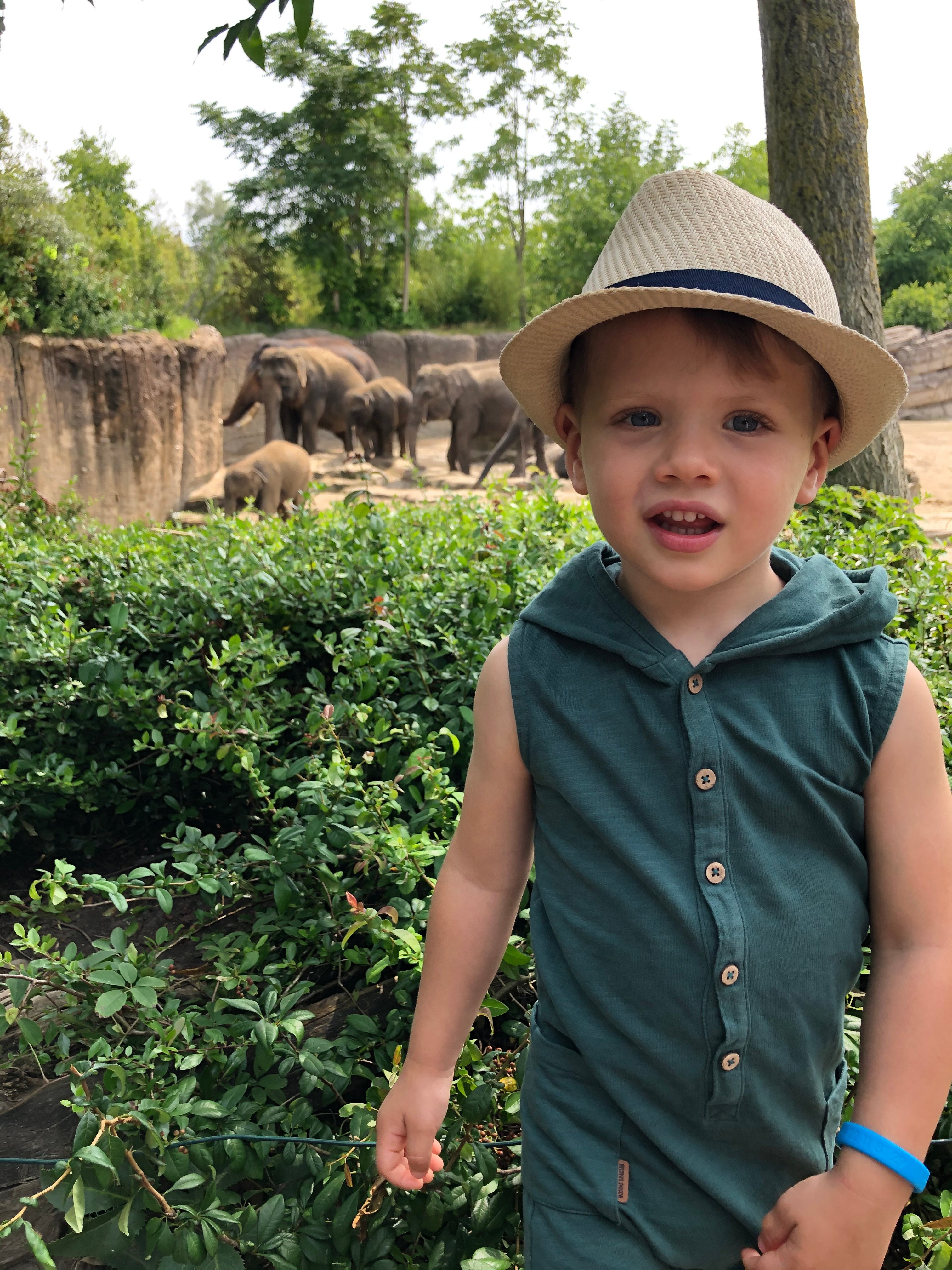 Olifanten redder in nood 