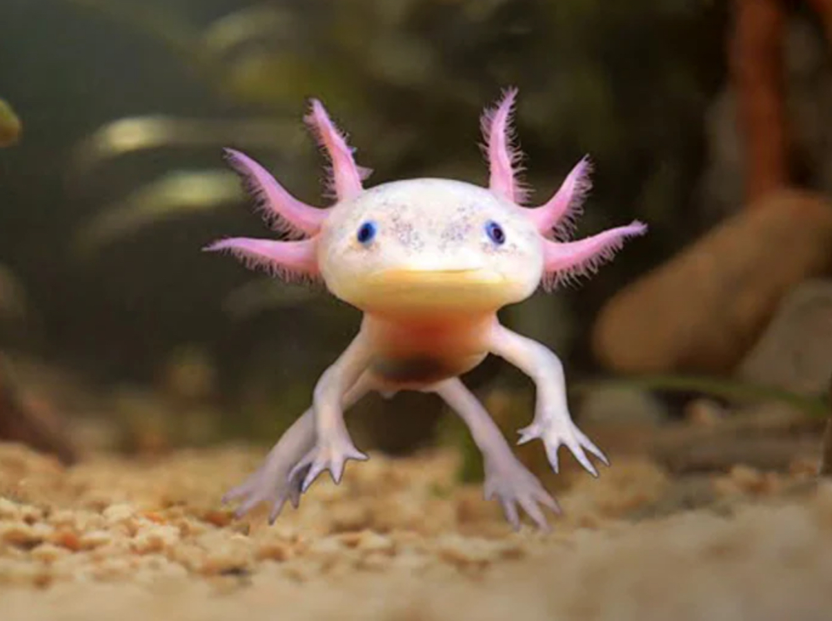 Red de Axolotl
