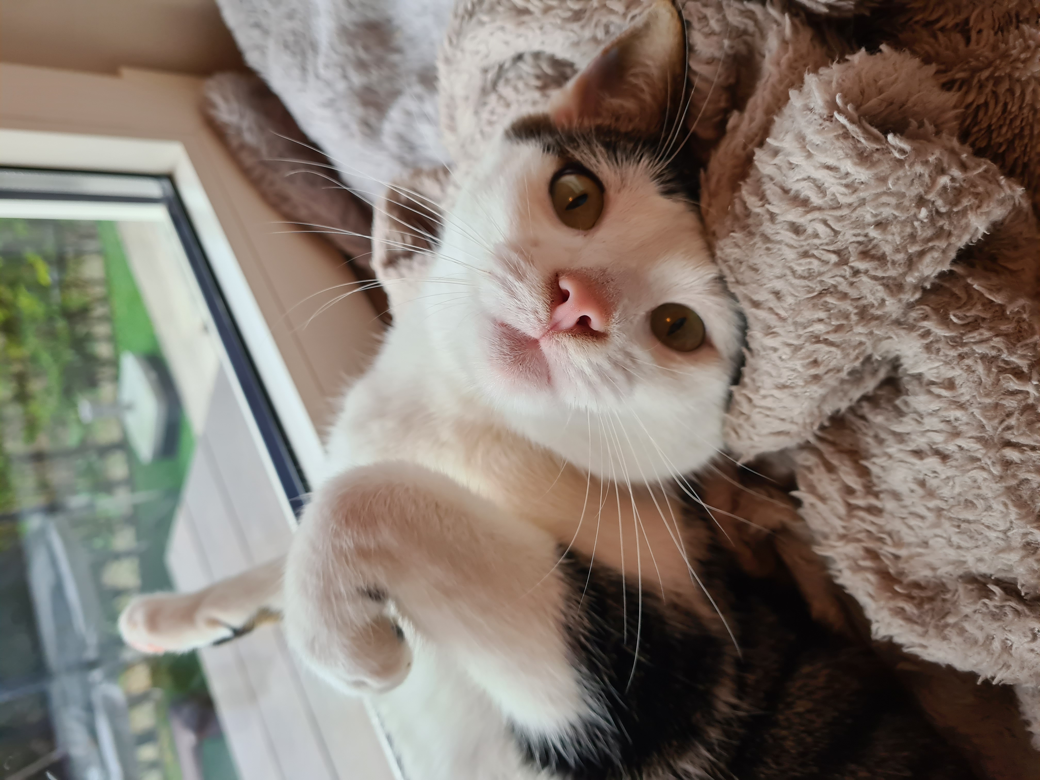 Coole schildpad redders