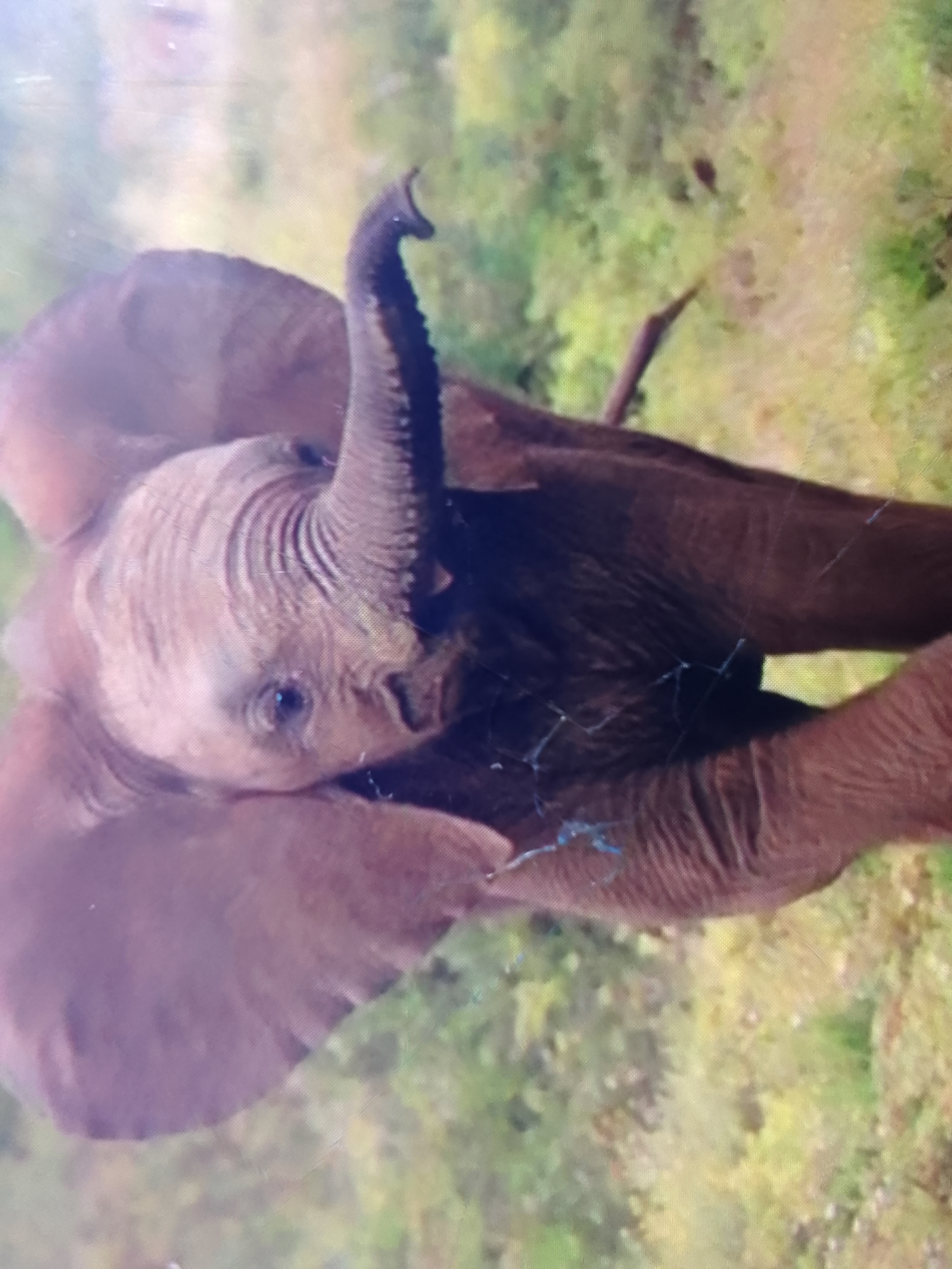 Actie voor de Olifanten