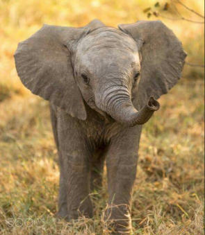 Expeditie Olifant Laura