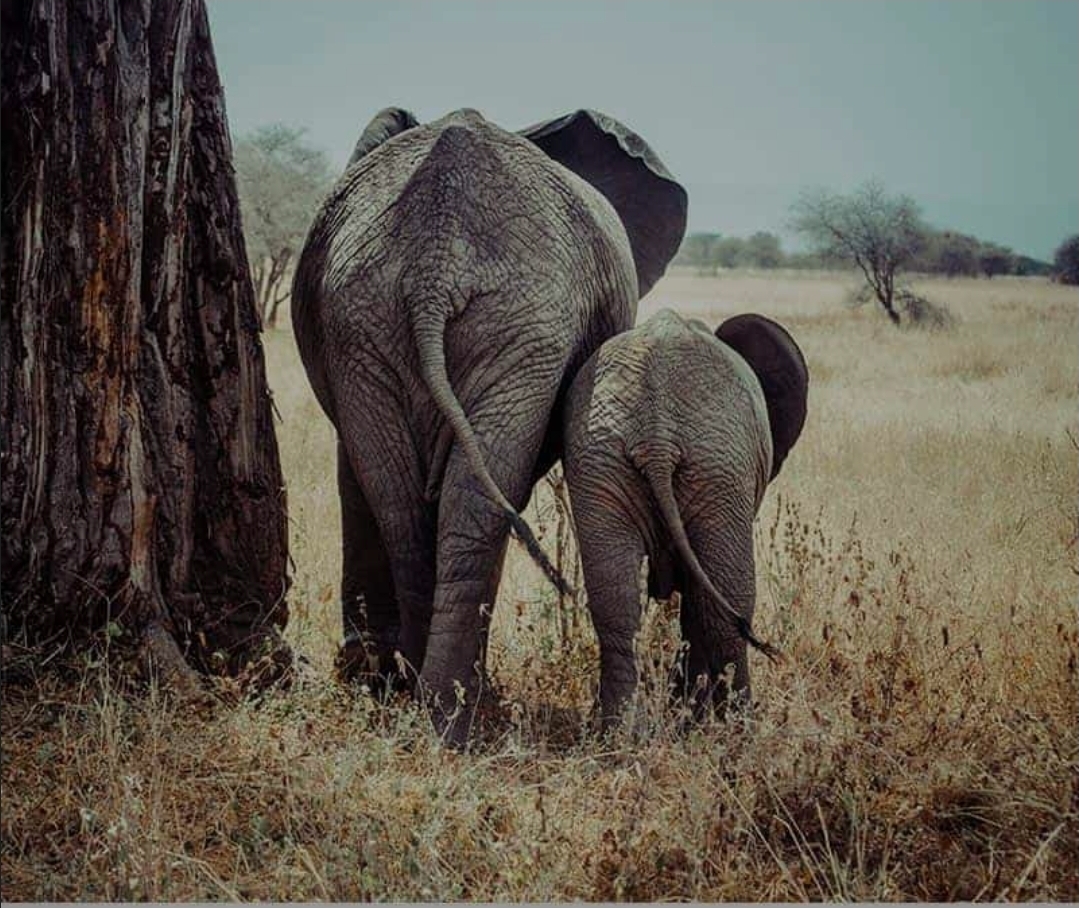 Save the Grey Giants